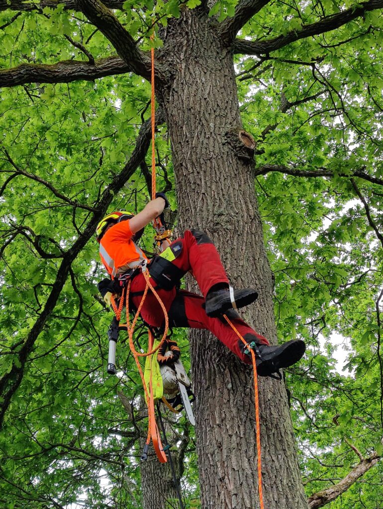 Arborist, beskärning av ek i Höör