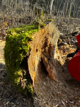 Stubbfräsning i Höör, Skåne