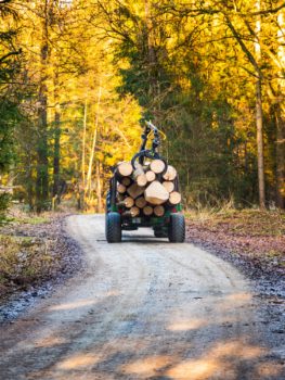 Bortforsling av stockar i skog